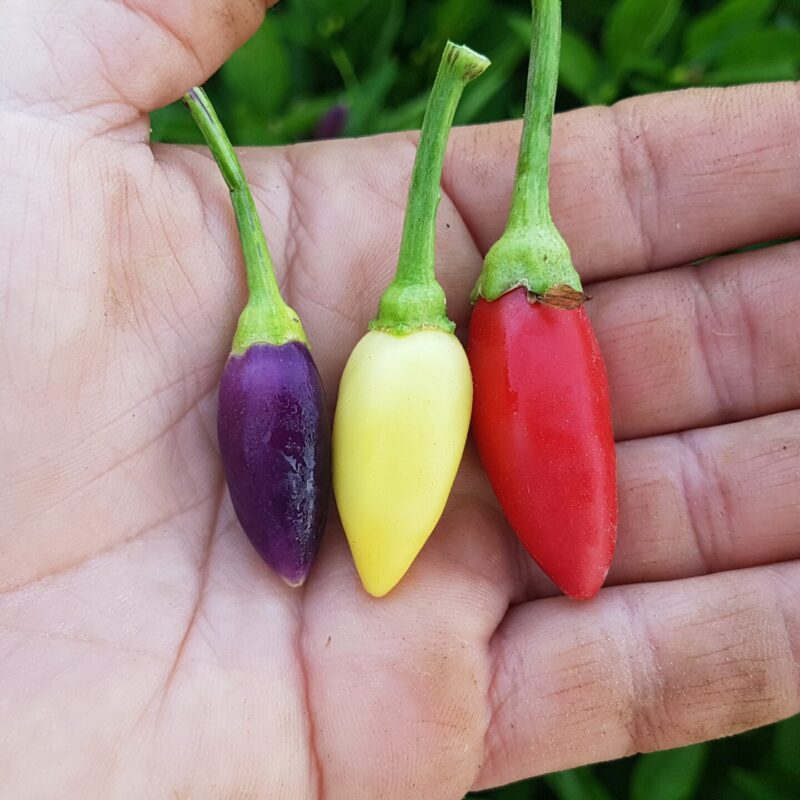 Pebrot bitxo de la república. Varietat local.