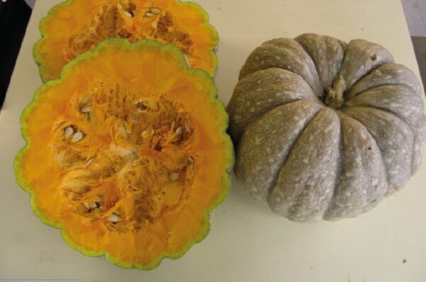 Carbassa taronja - C.maxima