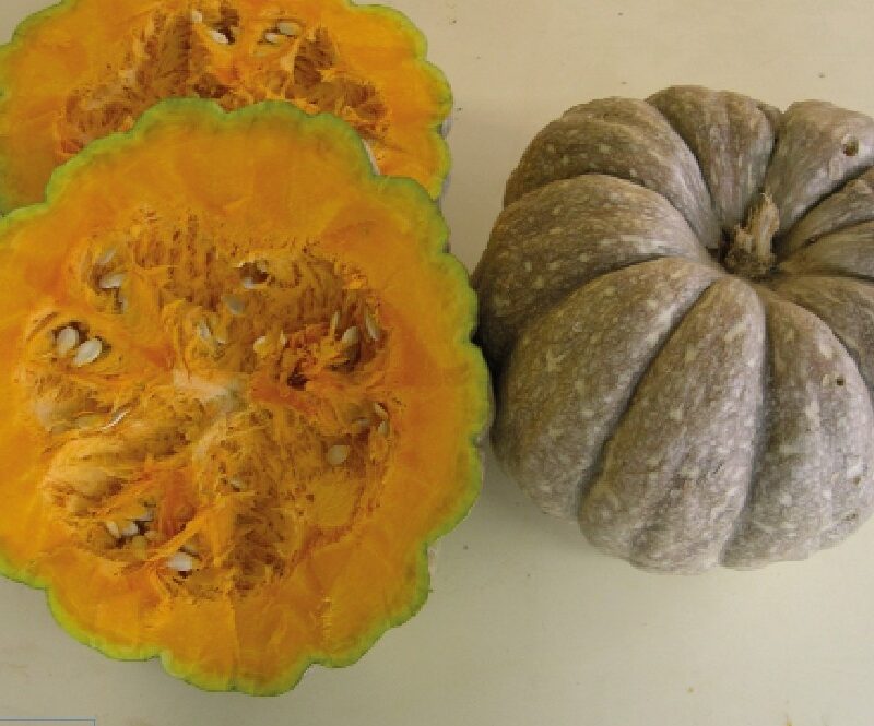 Carbassa taronja - C.maxima