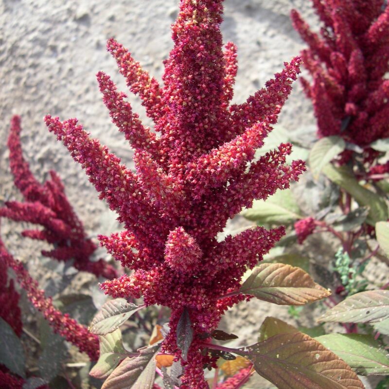 Amarant cua de guineu