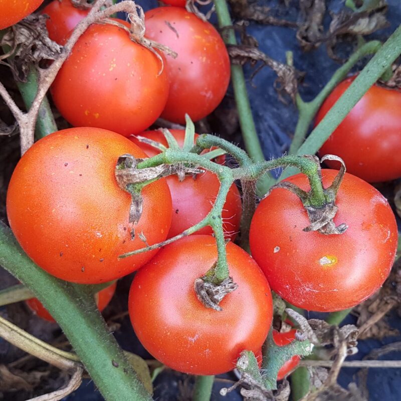 Tomàquet petit de mata baixa