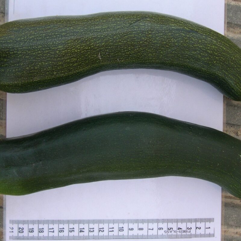 Carbassó fosc - C.peppo