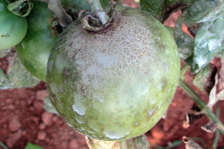 tomàquet afectat per l'àcar del bronzejat. Bàrbara López.