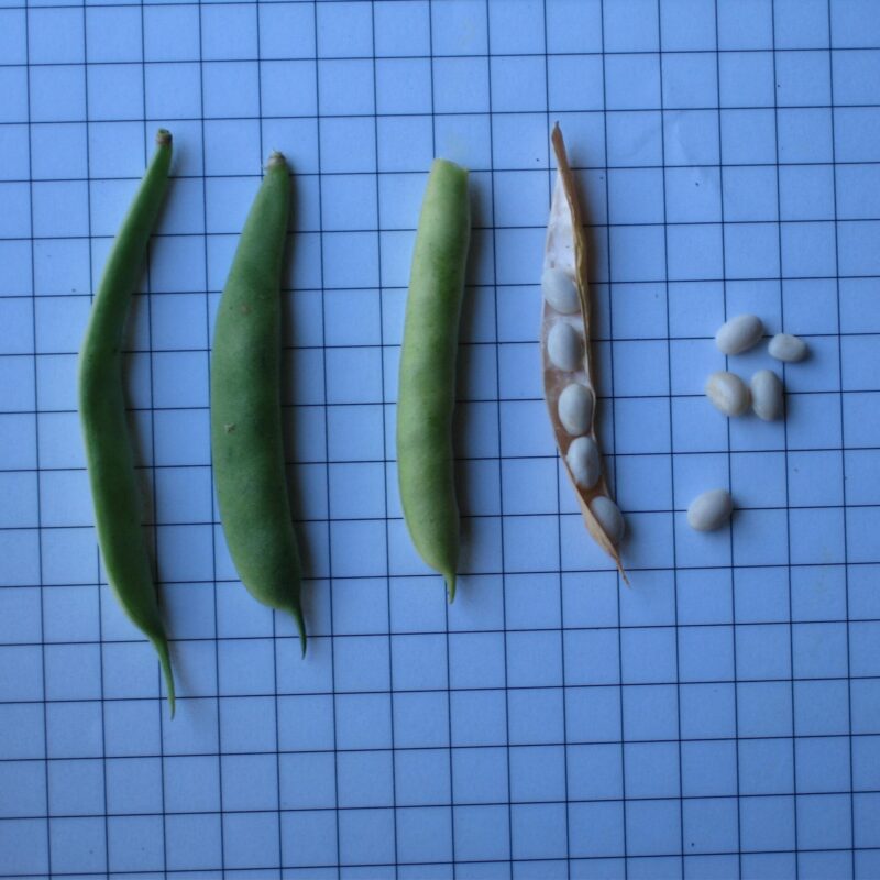 Mongeta del Collsacabra - mata baixa