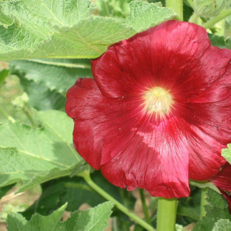 Malva reial