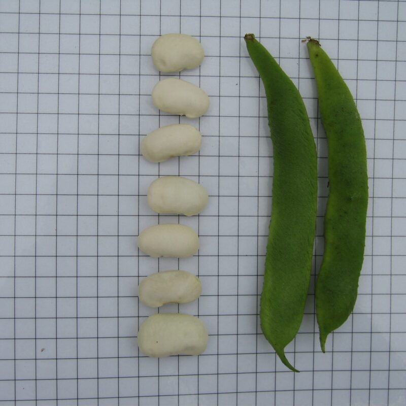 Mongeta de la favada - coccineus