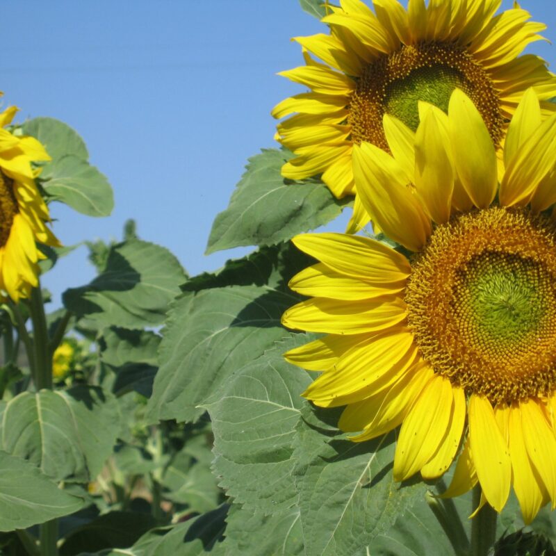 Girasol de pipes negres