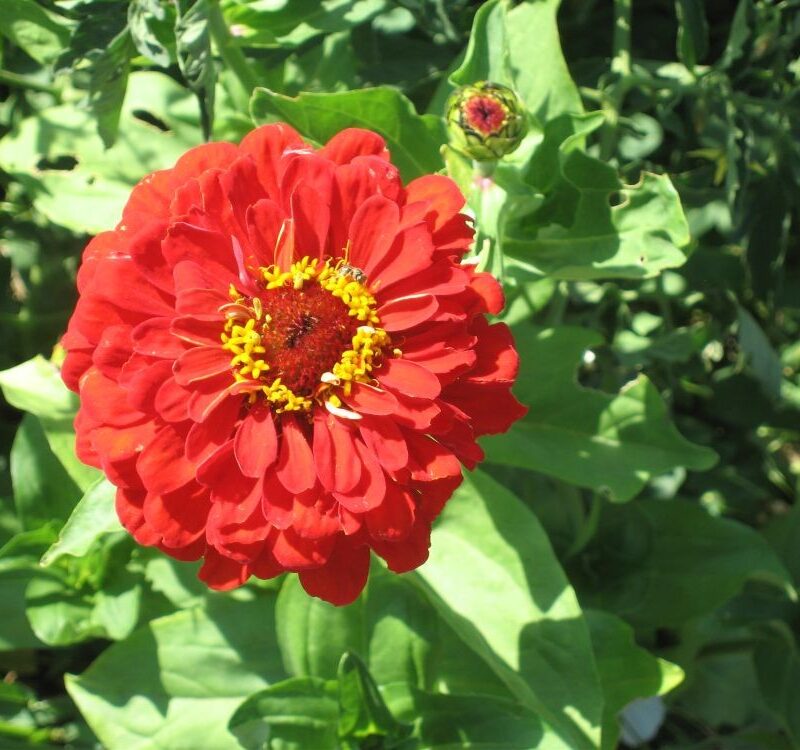 Planter ecològic de rosa mística