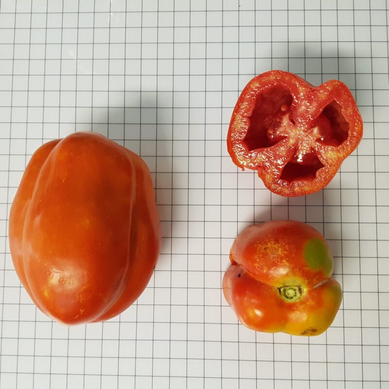 Tomàquet buit 3 cantos de Perafita