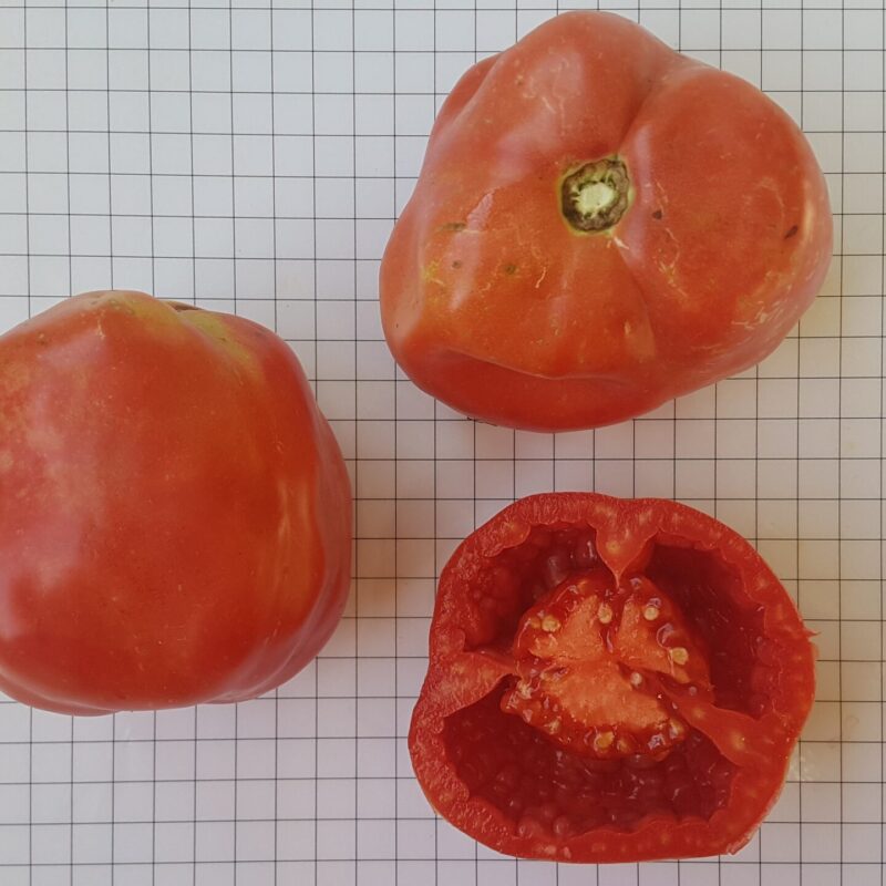 Tomàquet buit quadrat