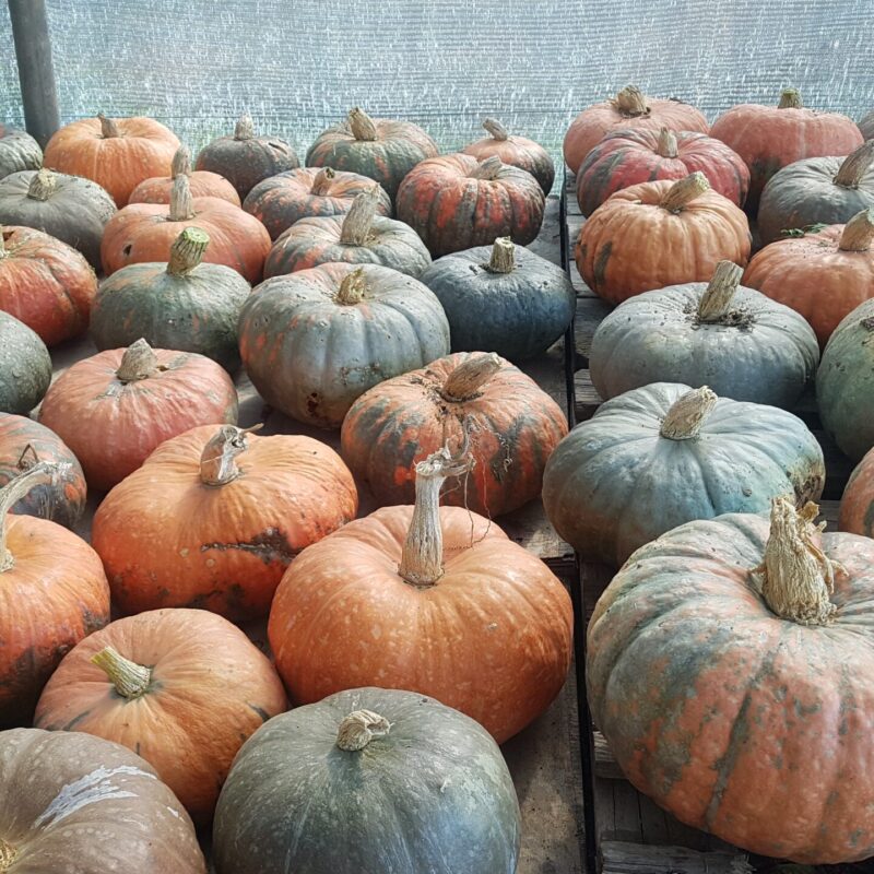 Carbassa del bon gust d'Alpens