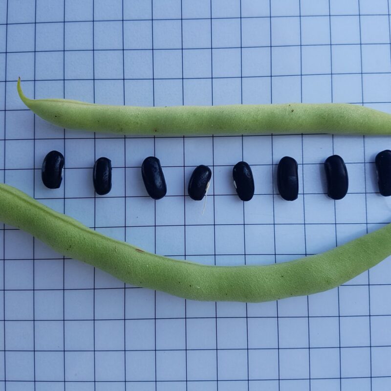 Mongeta francesa negra - mata baixa