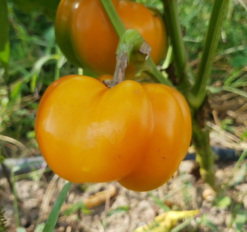 Pebrot groc de Canyamars