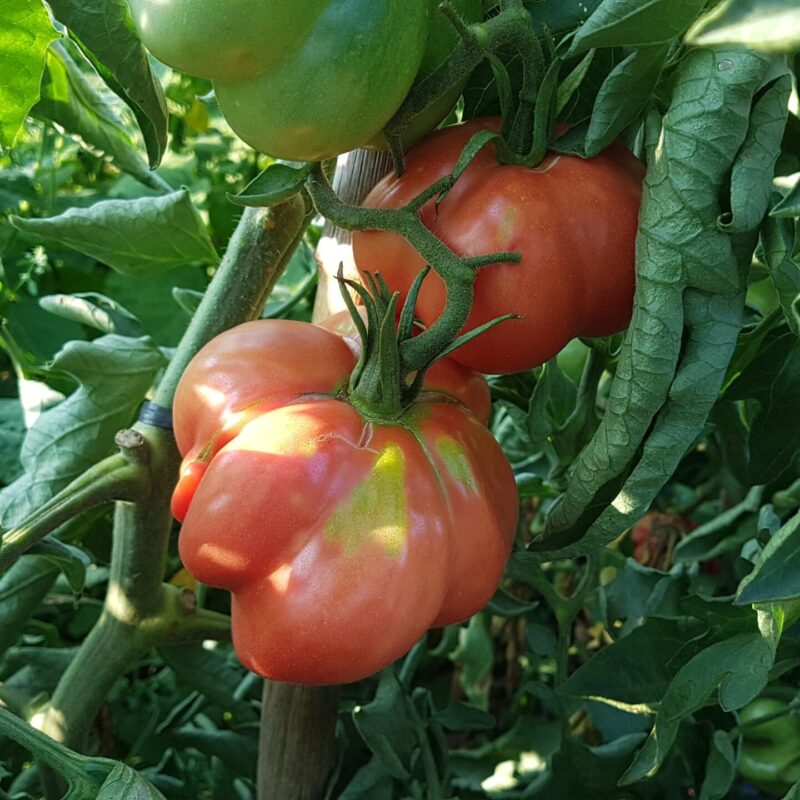 Tomàquet buit de L'Estany