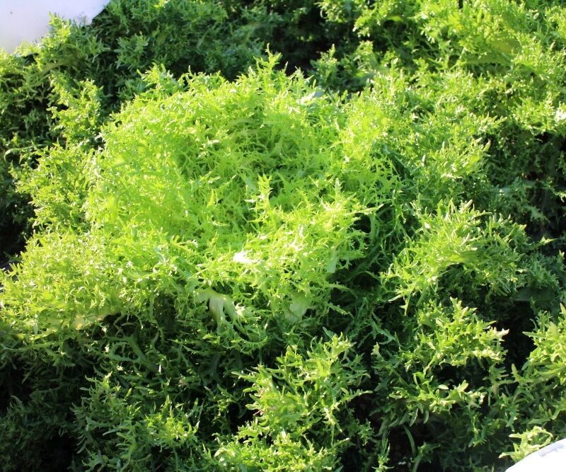 Escarola cabell d'àngel