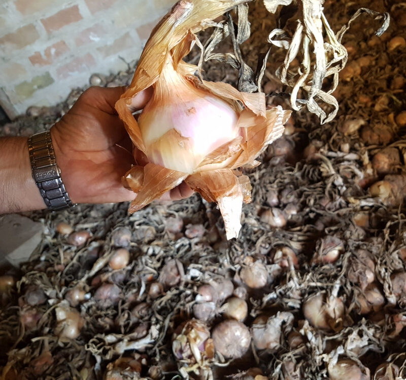 Ceba de guardar dolça de ca l'Altimiras