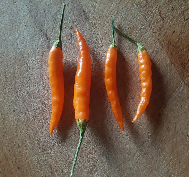 Pebrot bitxo cidereta