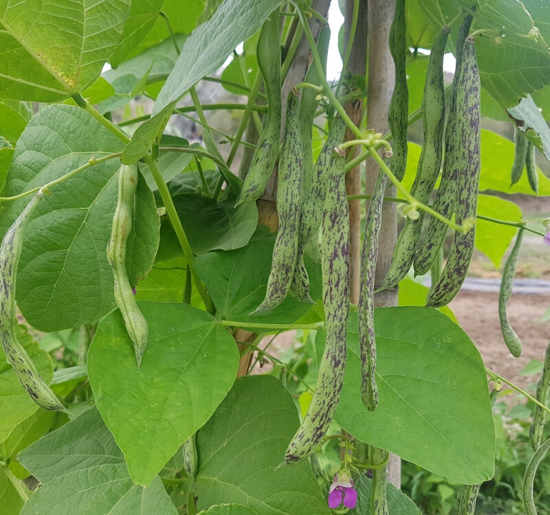 Mongeta per tendre de Sanavastre- mata alta