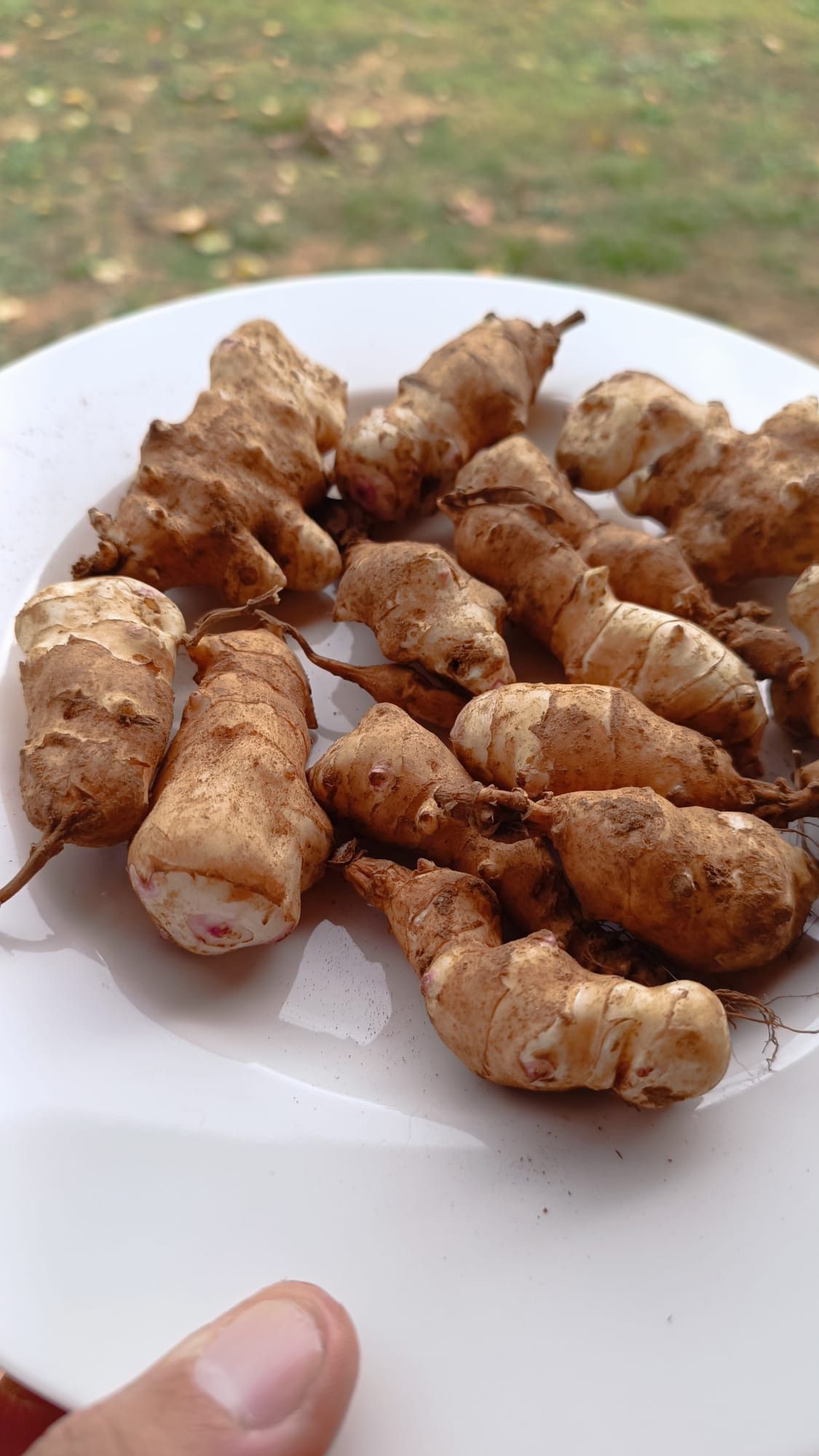 Nyàmera blanca ecològica - Imatge 3