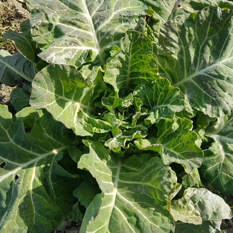 Llavors ecològiques de col del trinxat de Gironella