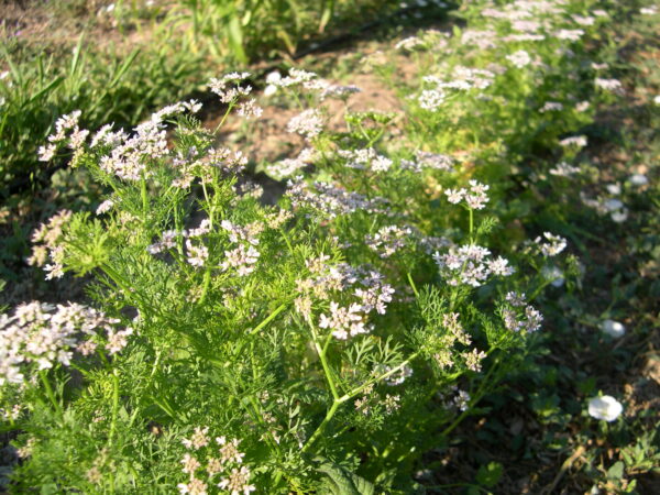 Llavors ecològiques de coriandre