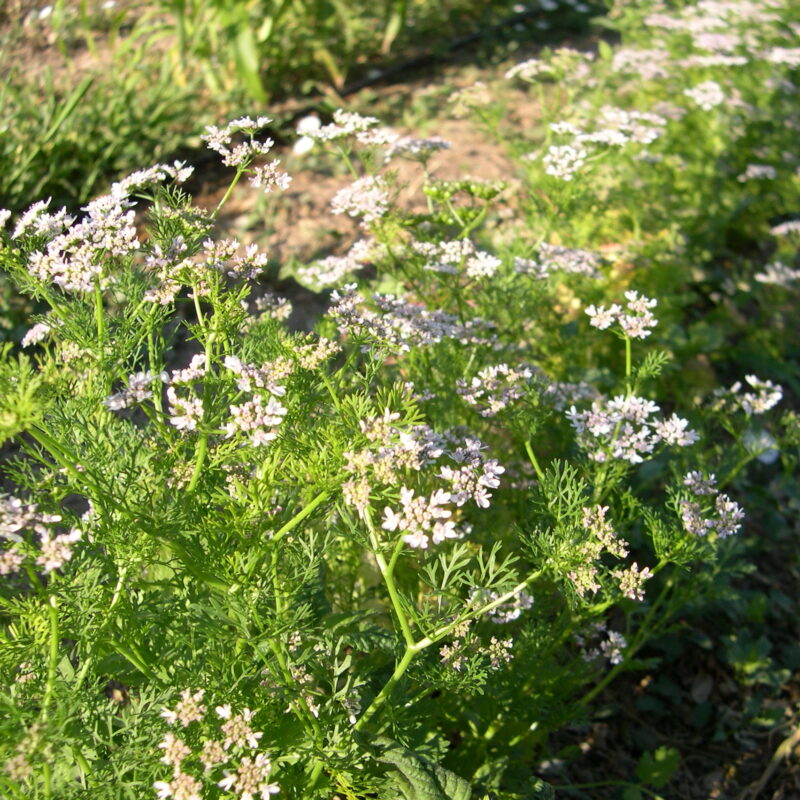 Llavors ecològiques de coriandre