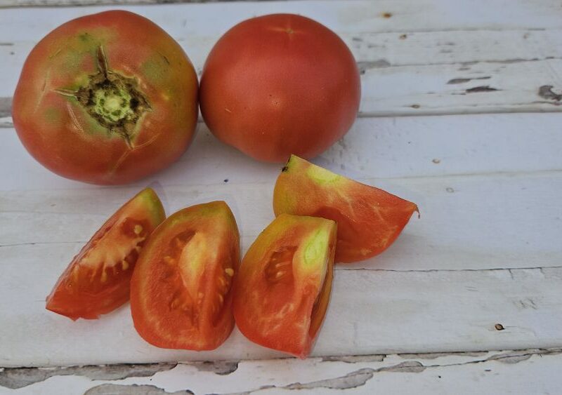 Llavors ecològiques de tomàquet ple de ca Panistra