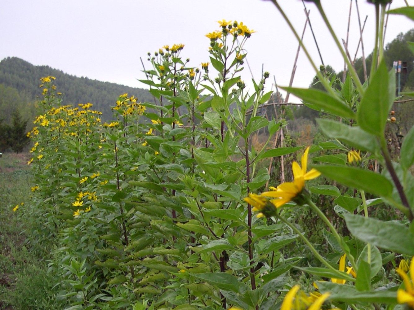 Nyàmera blanca ecològica - Imatge 4