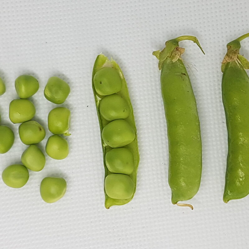 Llavors ecològiques de pèsol terrer