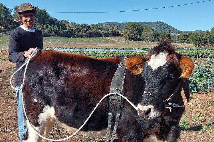 tracció animal amb boví