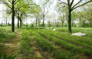 Sistema agroforestal