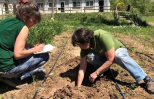 assaig d'horta sobre sòl viu a l'Escola Agrària de Manresa