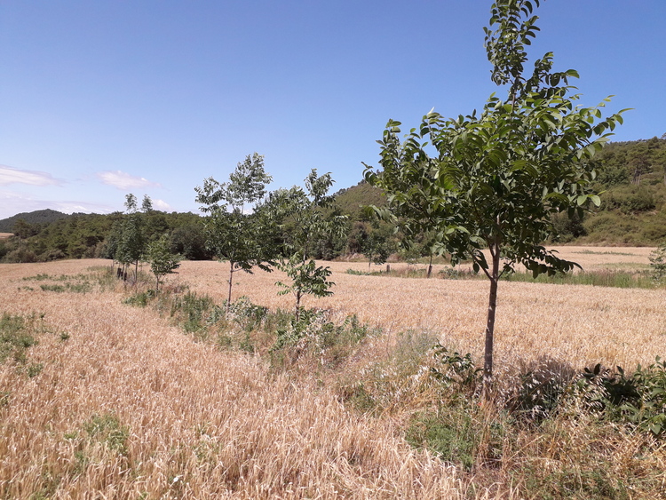 sistema agroforestal