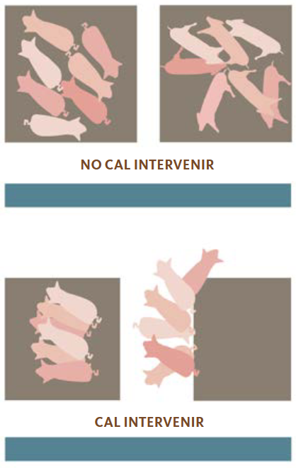 disposició de garrins en el niu