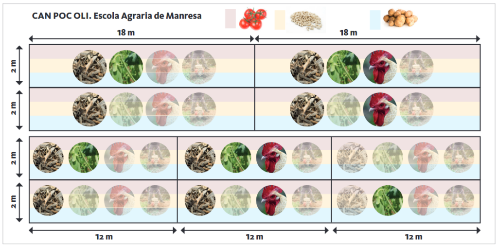 Esquema de l'assaig fet d'horta sobre sòl viu a l'Escola Agrària de Manresa