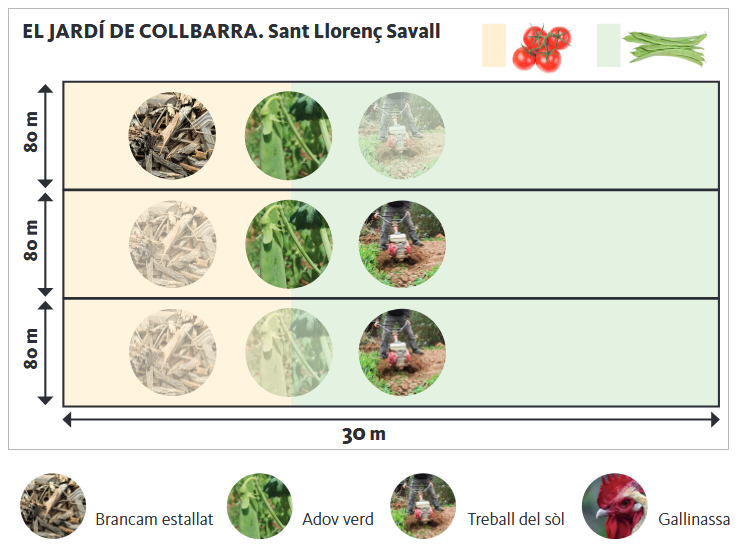 Assaig d'horta sobre sòl viu a la finca El Jardí de Collbarra