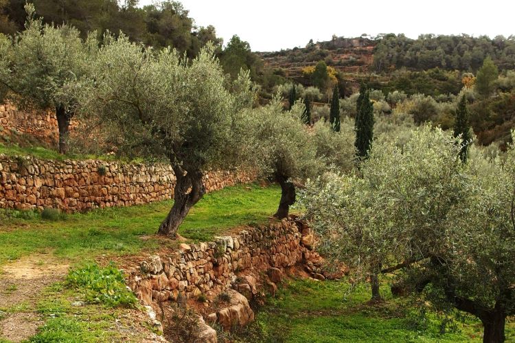 oliveres centenàries a la Vall Major de Bovera