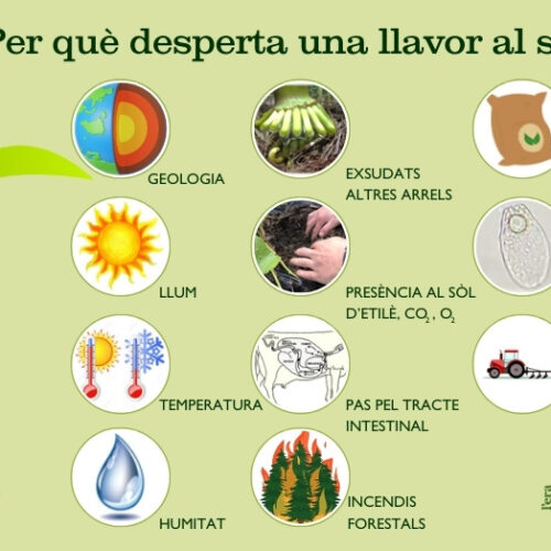 per què desperta una llavor al sòl?