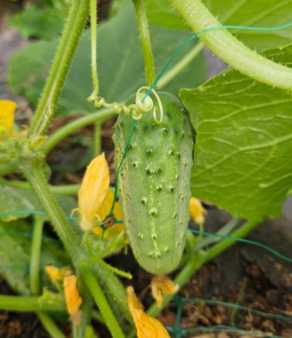 Llavors ecològiques de cogombre cornichon