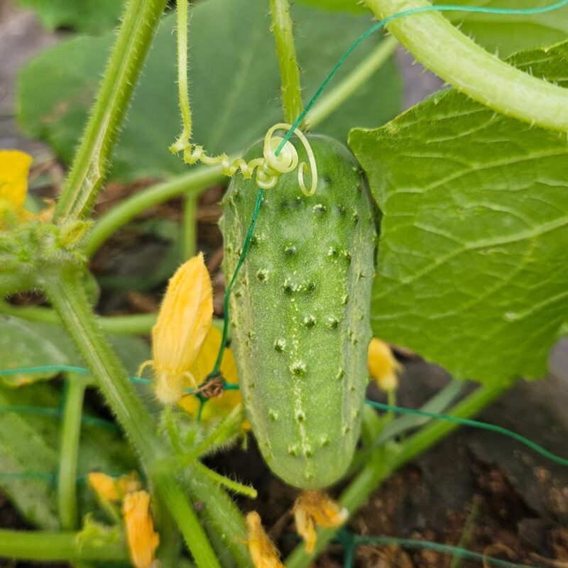 Llavors ecològiques de cogombre cornichon