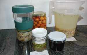 Lactofermentats en procés