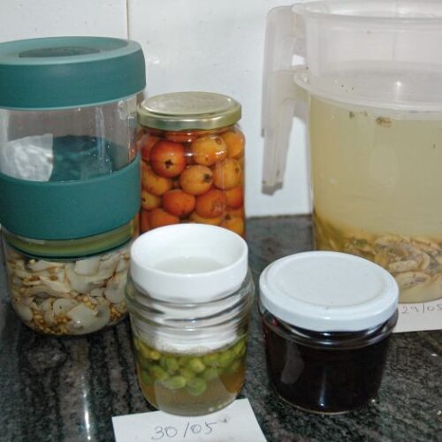 Lactofermentats en procés