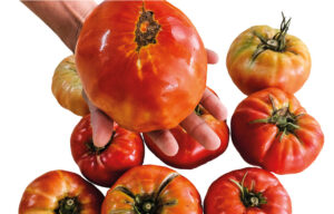 tomàquet Mandó