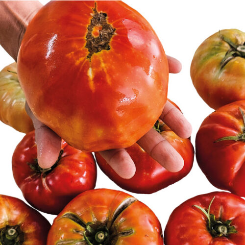 tomàquet Mandó