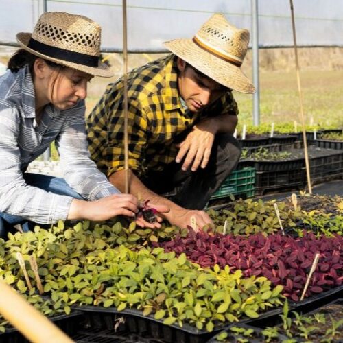 Producció de flor tallada ecològica i local. Vidalba. Imatge de Neus Solà