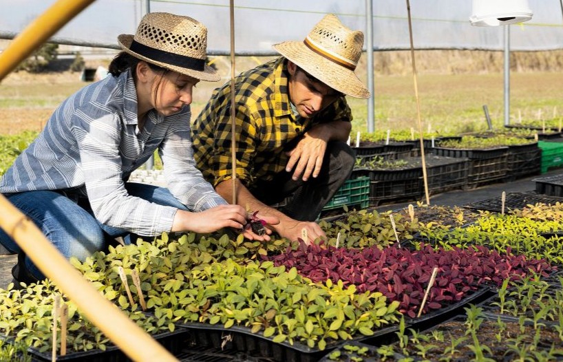 Producció de flor tallada ecològica i local. Vidalba. Imatge de Neus Solà