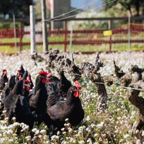 agricultura regenerativa