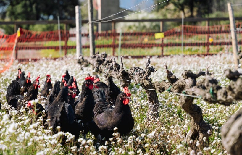 agricultura regenerativa