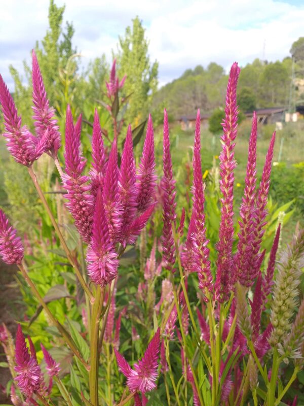 Llavors ecològiques de vellutet