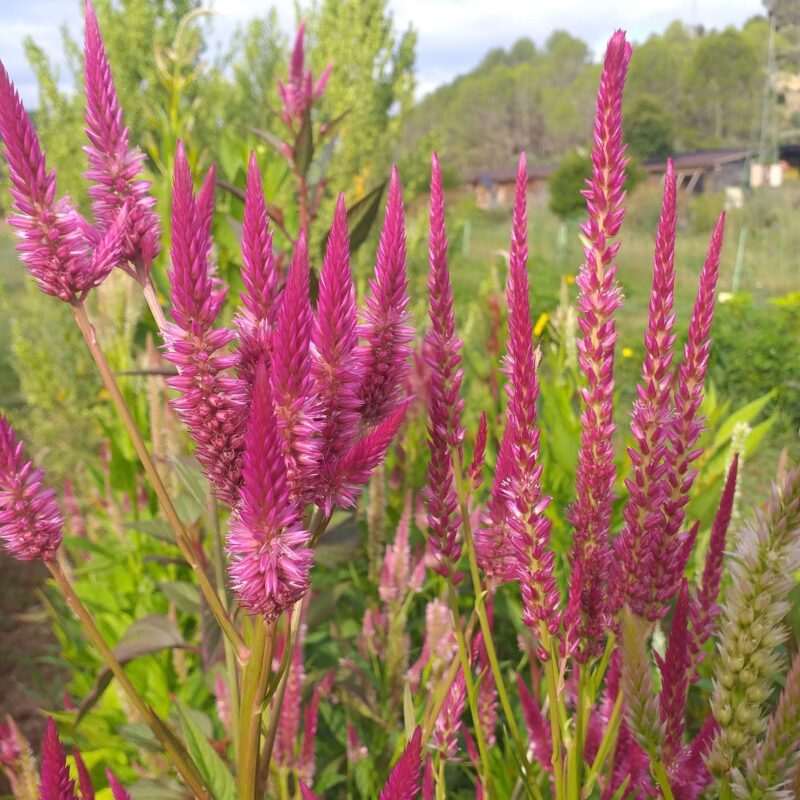 Llavors ecològiques de vellutet